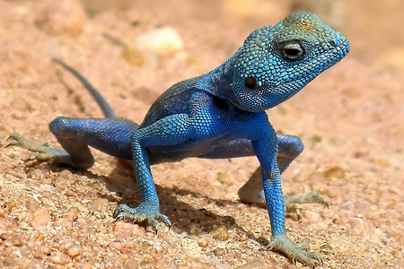 Blue Lizard - lizard, picture, cool, blue