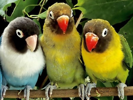 Beautiful Parrots - beautiful, parrots, cool, picture