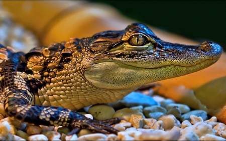 Little Crocodile - predator, florida, little, water, picture, crocodile, beautiful, small