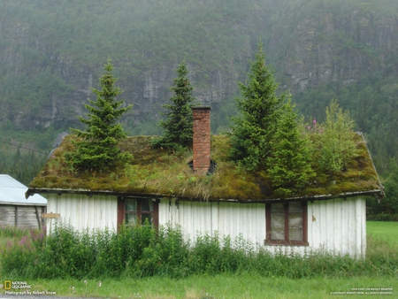 tree house - trees, pine, photography, funny, outdoors, nature, forest, green, house, humor