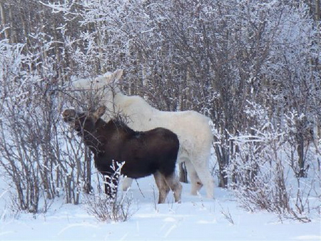 ALBINO MOOSE - white, albino, moose, brown