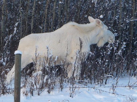 ALBINO MOOSE - white, moose, albino, snow