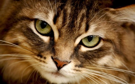 Cat - whiskers, fur, nose, cat, eyes, pet, eye, cats, animal, look