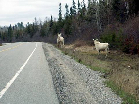 TWO ALBINO MOOSE