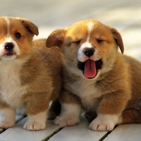 Cute Dogs