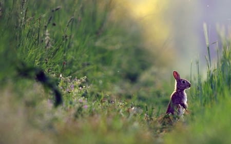 Rabbit - carefully, careful, meadow, bunny, curious, nature, rabbit, flowers, grass