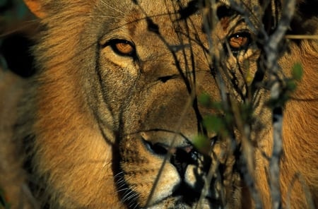 Keeping my eye on you - face, hiding, lion, beautiful, big, majestic, king, large