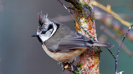 Crested Tit - crested, bird, tit, tree