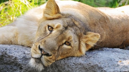 Just Chillin - face, lioness, rock, beautiful, large, grass, big, head, sunshine