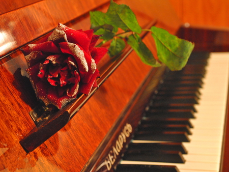 A rose on the piano - piano, gift, red, music, notes, rose, flower