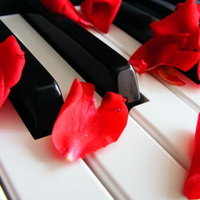 Rose petals on piano keys