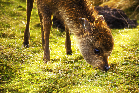 Deer Baby - crit, fawn, animal, nature, deer, baby