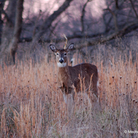 Is this your Final Antler