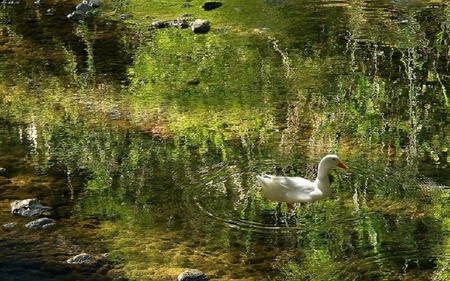 Floating in Place - Ducks & Animals Background Wallpapers on Desktop