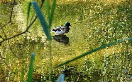 Standing Still - water, duck, pond, weeds