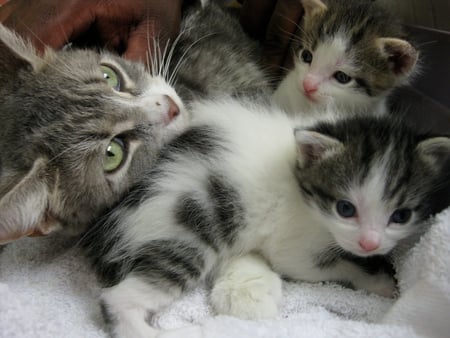 cat with babies - pets, kittens, baby, cat