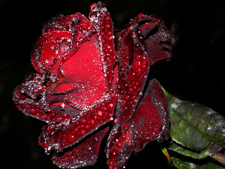 diamonds on rose - flowers, nature, red, rose, dark