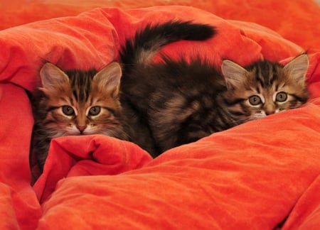 cute kittens - kittens, orange, sweet, pet, cute