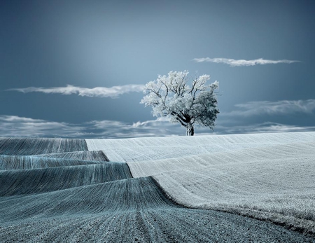 White blanket - winter, nature, fields, cold, snow, tree