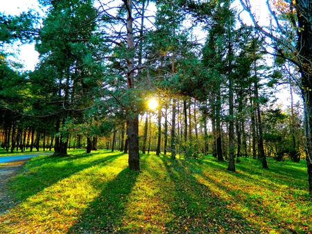 Morning Grove - sundown, sun, sunbeam, wood, lakes, amazing, cool, sunny, sunrays, roots, trunks, laguna, branches, light, beautiful, leaves, high definition, nice, beauty, sky, leaf, high dynamic range, brightness, clouds, lagoon, hdr, morning, forests, shadows, day, hd, bright, colours, grove, awesome, lightness