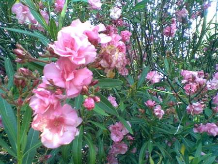 pink oleander in blossom - flowers, garden, pink, bush