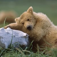 Bear Hugging Log