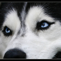 Blue Eyes of a Husky