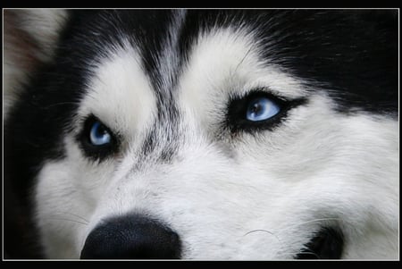 Blue Eyes of a Husky - nature, dogs, animals, wolves, blue eyes, huskies