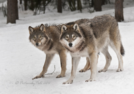 Golden-Eyed Wolves in Snow - snow, golden eyes, nature, wolves