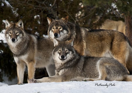 Relaxed Wolves - nature, wolves, relaxed, snow