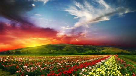 Glorious and Vibrant Day - roes, clouds, colorful, hills, beautiful, red, sunrise, field