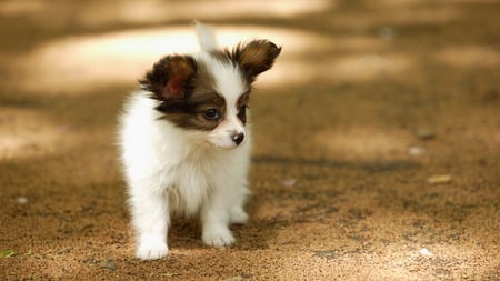 Lovely Puppy - puppy, dog, brown ears, sweet, look, lovely