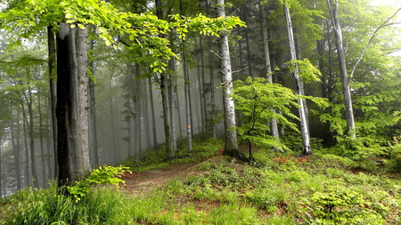 Forest Green - forest, beautiful, leaves, trees, mist, green