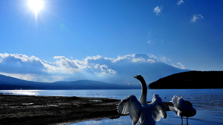 Good Morning , Sunshine ! - clouds, blue, swan, greeting, sunshine, lake, spread wings, sky