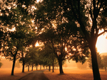 Misty Morning Road