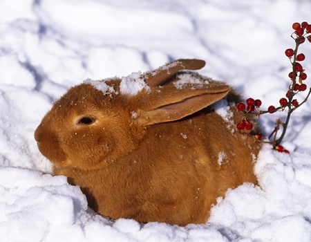 Hold me, it's cold - warmth, rabbit, winter, hold me, snow, beauty, lovely, bunny, sweet, feeling, soft, cold, cute, adorable, softness