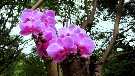 Phalaenopsis