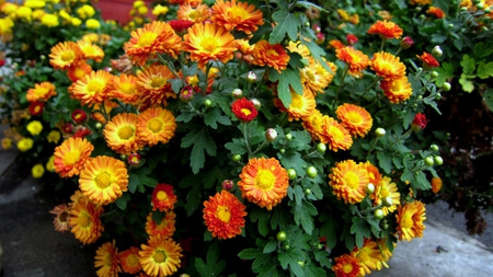 Daisies - daisies, lovely, beautiful, orange