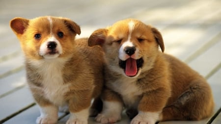 Adorable Puppies - cute, puppies, sweet, adorable, two, cuddly