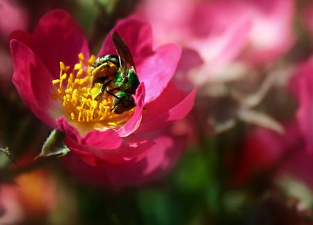 NECTAR - flower, pretty, pink, lovely, bee, nectar, green