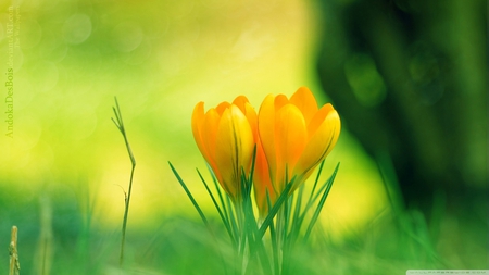 Yellow Crocus flowers - season, crocus, day, light, lovely, spring, nature, yellow, petals, orange, green, flowers, stem, grass, flower