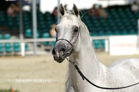 Arabian - arabian, white arabian, nature, horses, animals