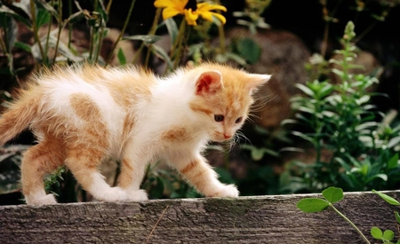 Not sure about that - white, fence, pretty, garden, cute, kitten, ginger