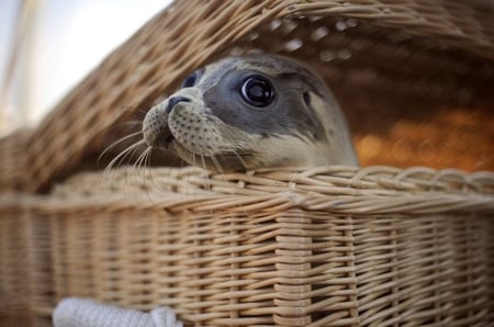 Stowaway - young, eyes, basket, seal, cute, wicker