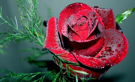 Ruby Red Rose - crimson, water, red, green, drops, rose, petals