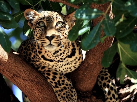 Leave me alone,I need my Coat - relaxing, leopard, beautiful, leaves, spots, tree, watching