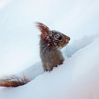 To have fun in the snow