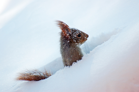 To have fun in the snow - fun, squirrel, snow, winter, cute