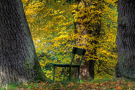 Dreaming on - trees, landscape, image, summer, bench, other, picture, nature, beautiful, dreaming