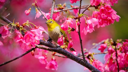 birdie in spring - photography, summer, spring, bird, nature, yellow, pink, animal, flowers